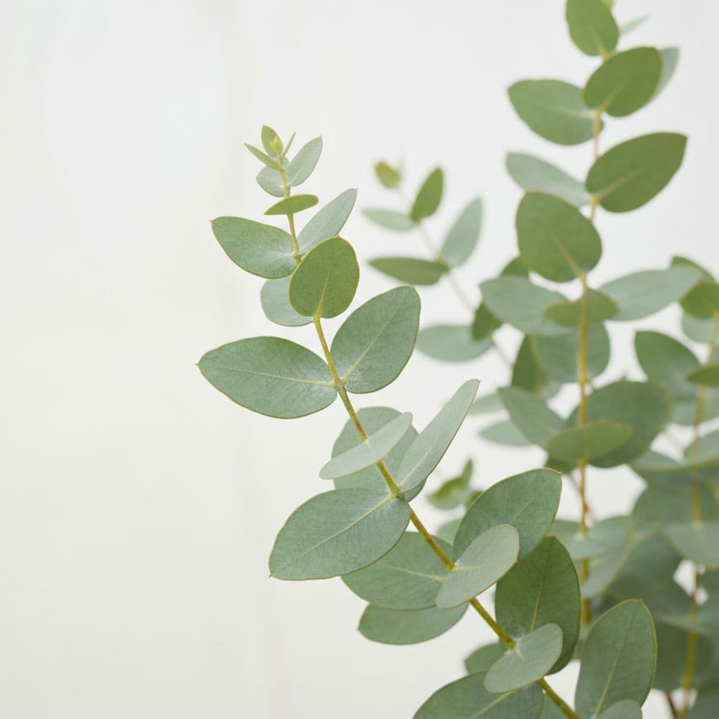 Eukaliptus - Eucalyptus globulus
