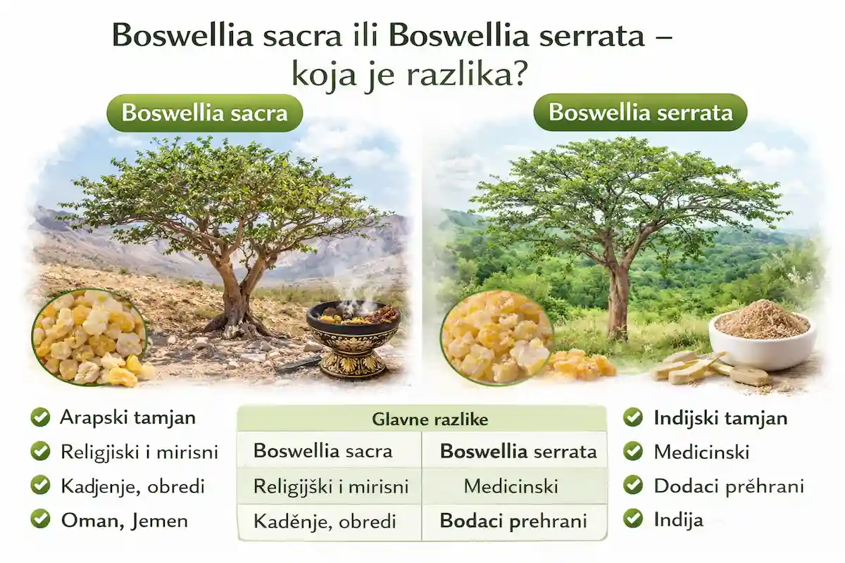 Boswellia Sacra ili Boswellia Serrata