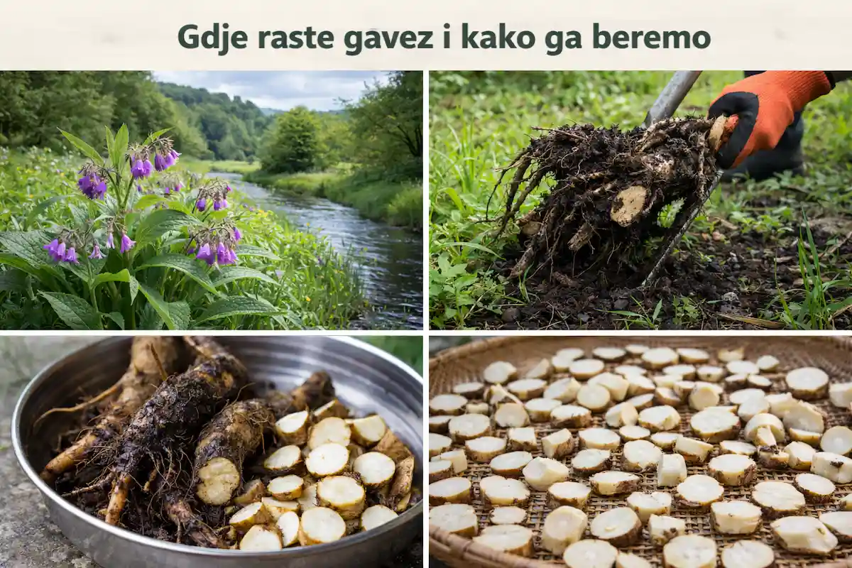 Gdje raste gavez i kako ga beremo