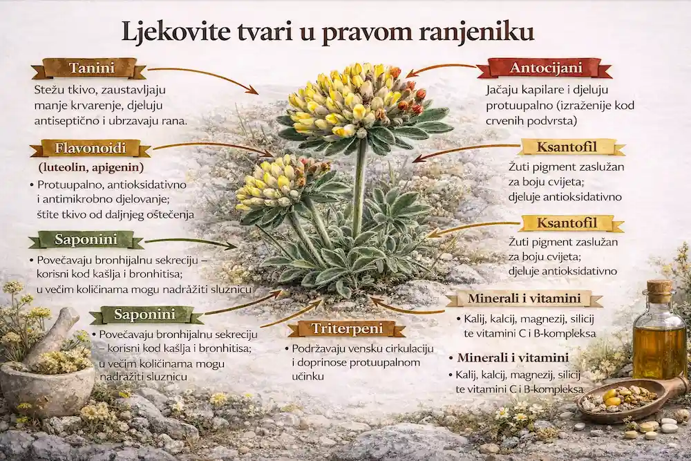 Ljekovite tvari u pravom ranjeniku