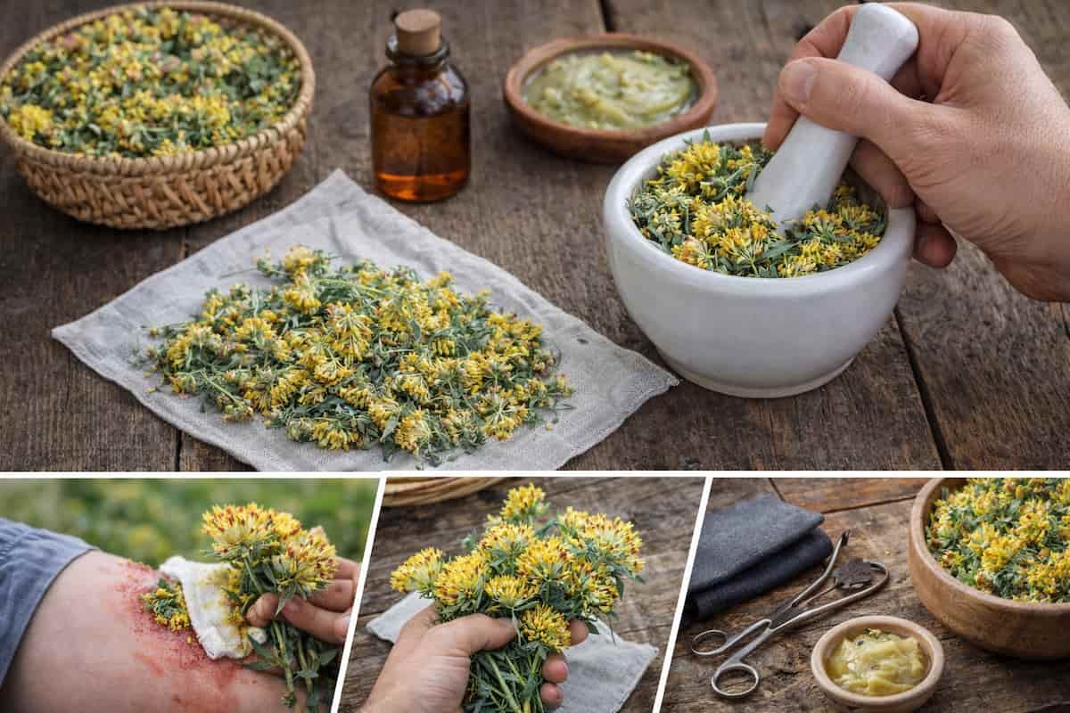 Ranjenik biljka za rane