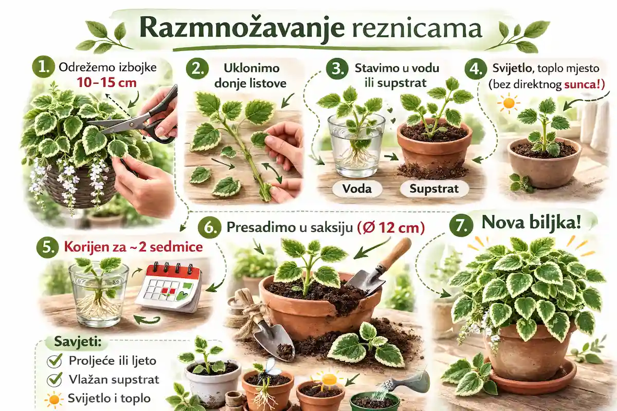 Razmnožavanje tamjana
