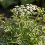 Anis biljka - ljekovitost