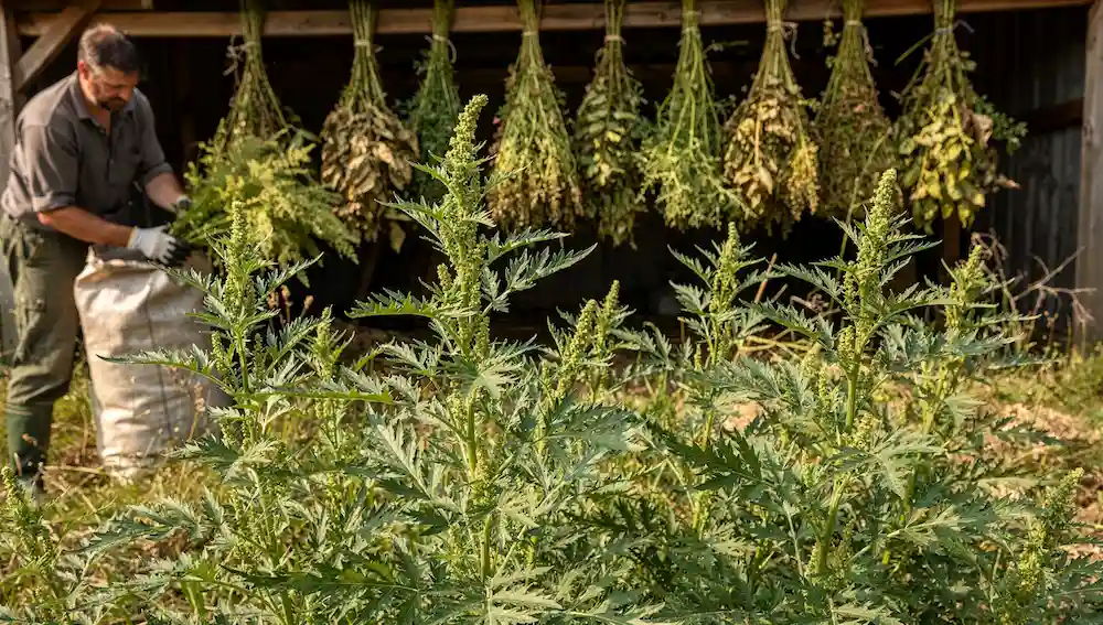 Berba i sušenje ambrozije