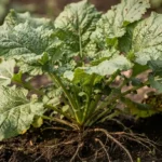 Hren biljka ljekovitost