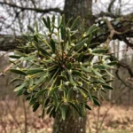 Imela (Viscum album)