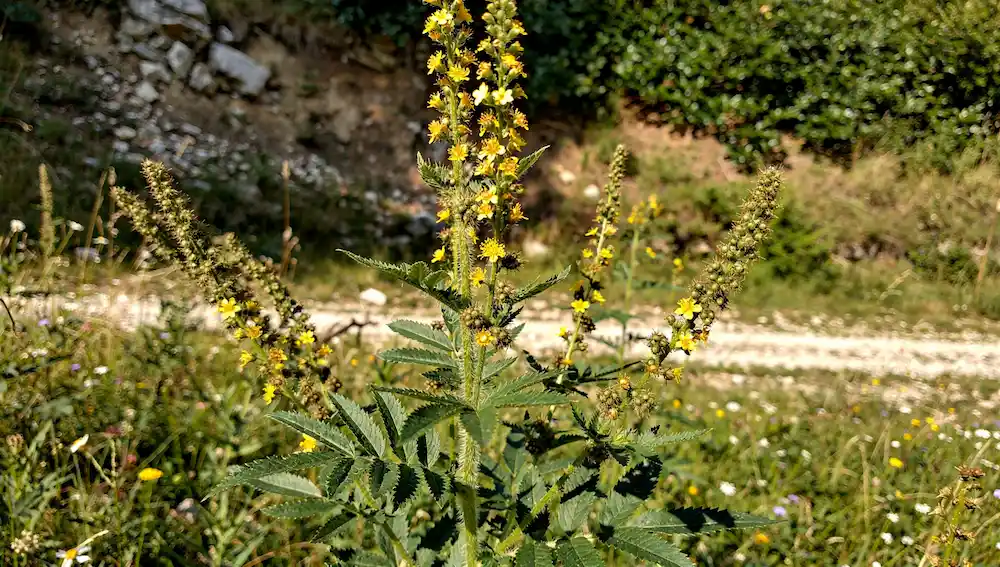 Kako izgleda petrovac biljka