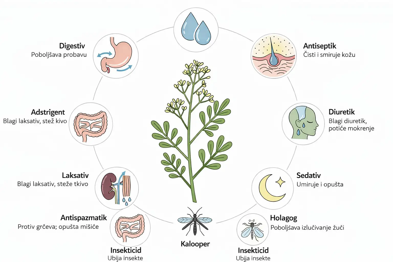 Ljekovita svojstva kalopera