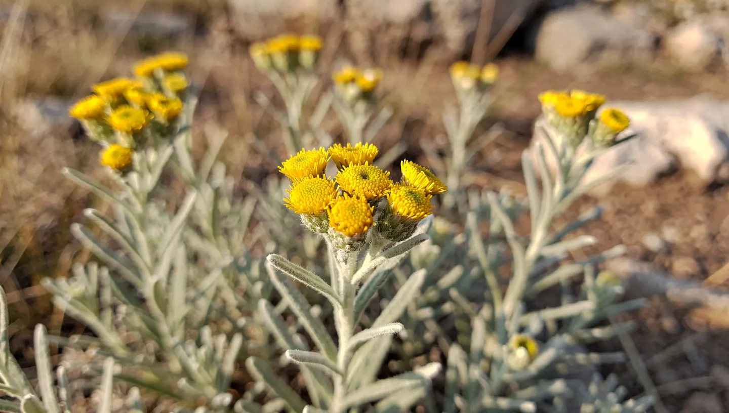 Ljekovita svojstva smilja