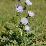 Cikorija biljka