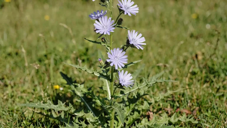 Cikorija biljka
