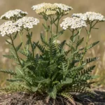 Kunica biljka (Achillea millefolium)