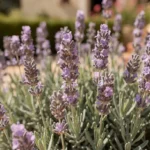 Lavanda biljka