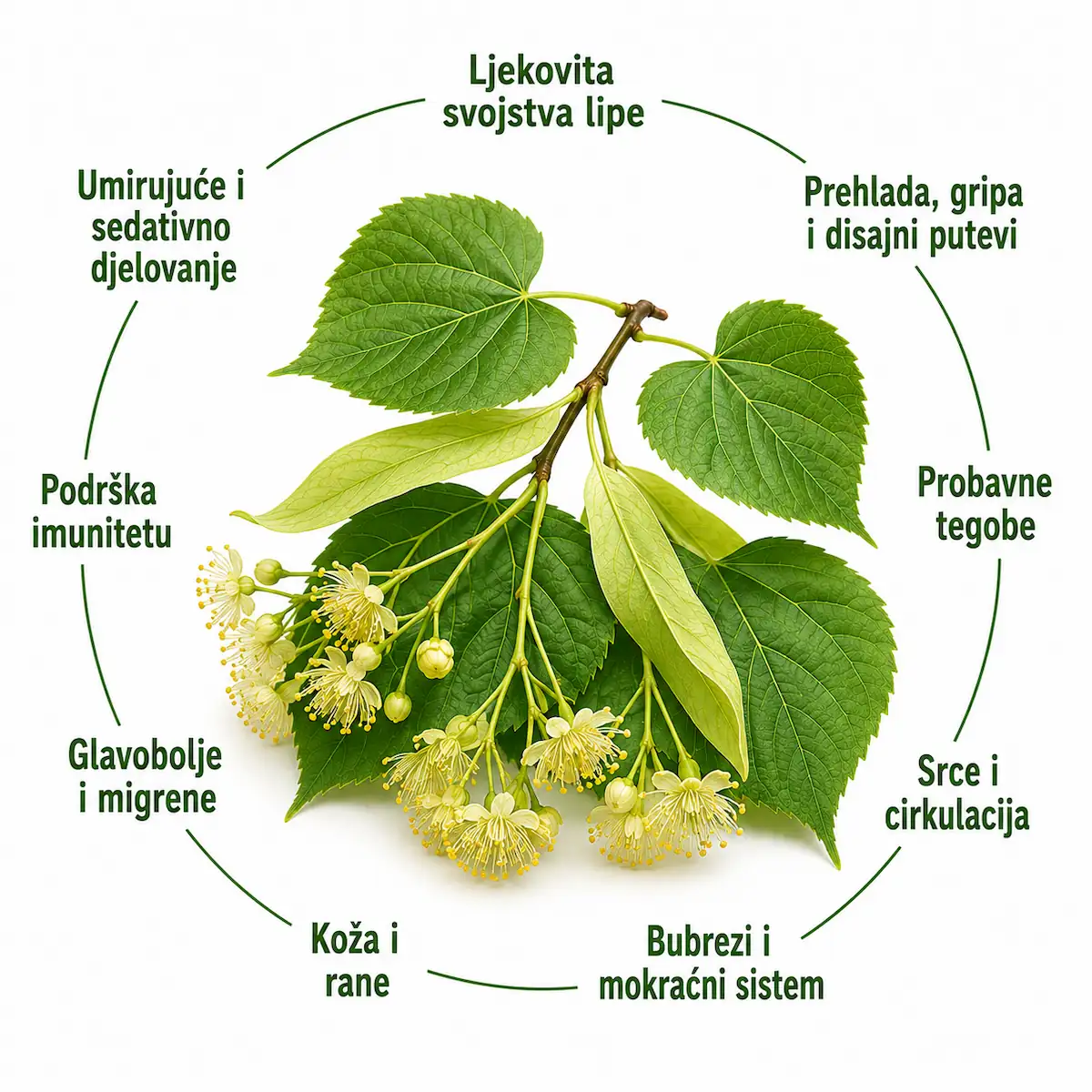 Ljekovita svojstva lipe