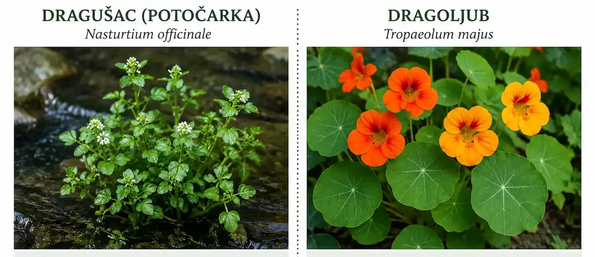 Dragušac i dragoljub