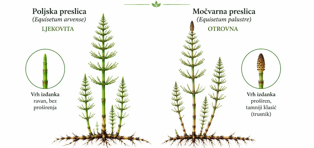Ljekovita i otrovna preslica