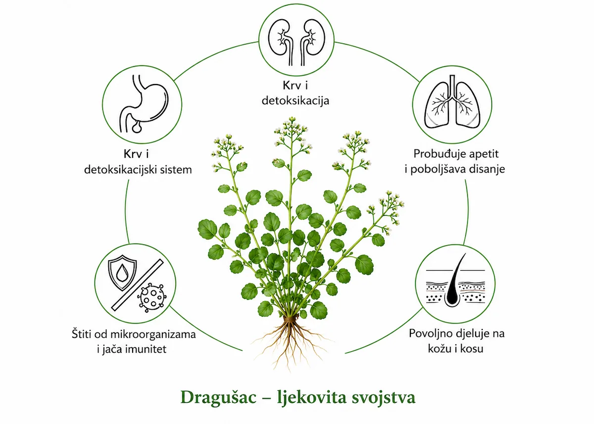 Ljekovita svojstva dragušca