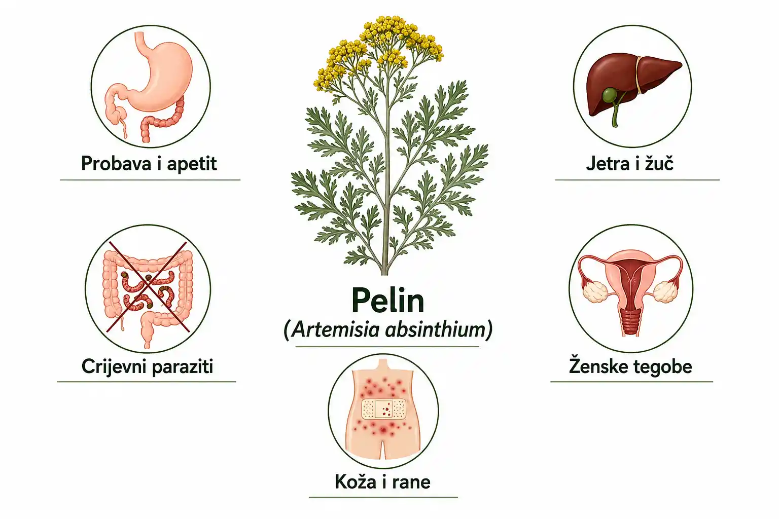 Ljekovita svojstva pelina