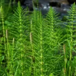 Preslica biljka