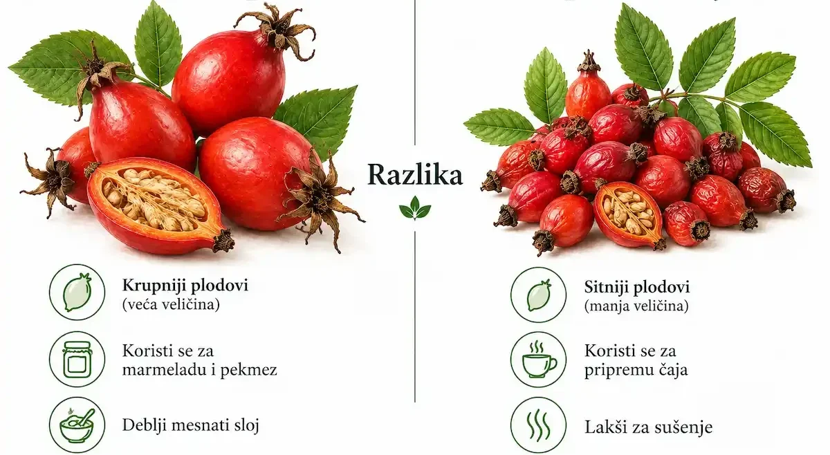 Veliki šipak i šipak za čaj